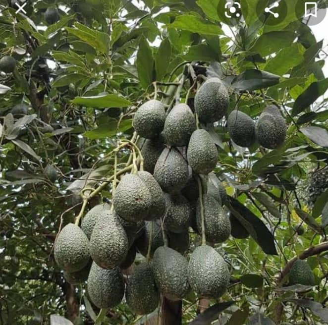 Avocados growing on a tree