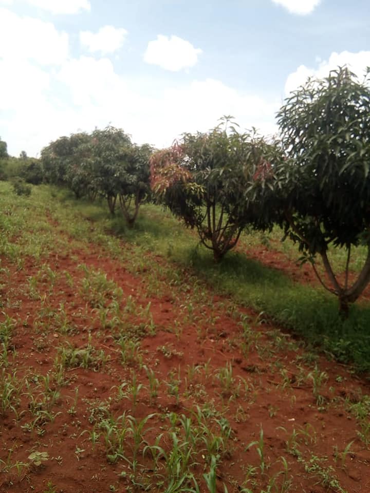 Siaya agricultural and land stewardship photo 1