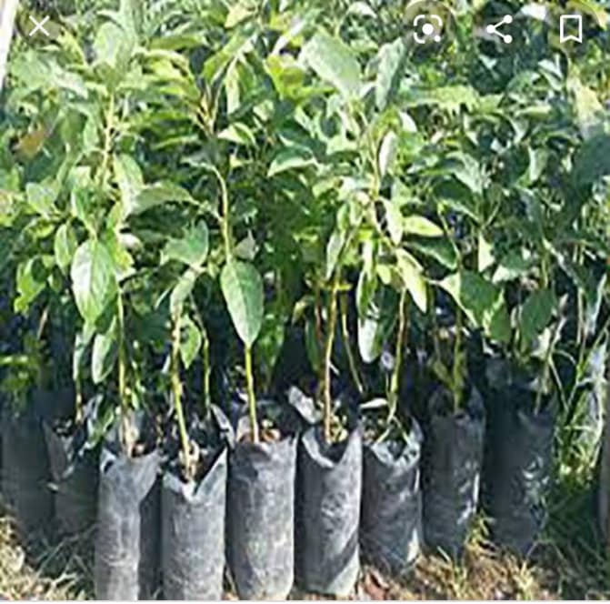 Siaya agricultural and land stewardship photo 4