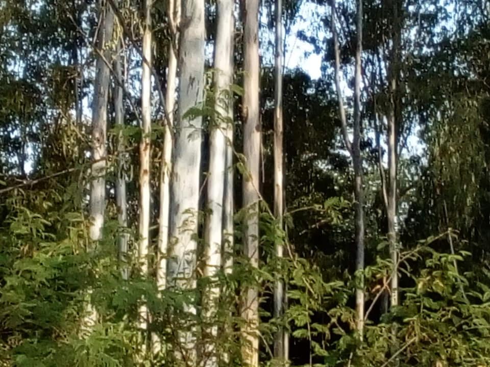 Siaya agricultural and land stewardship photo 7