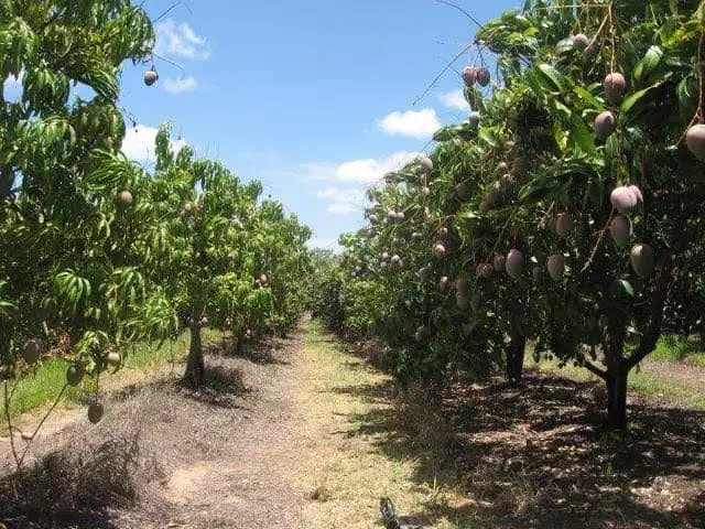 Siaya agricultural and land stewardship photo 10