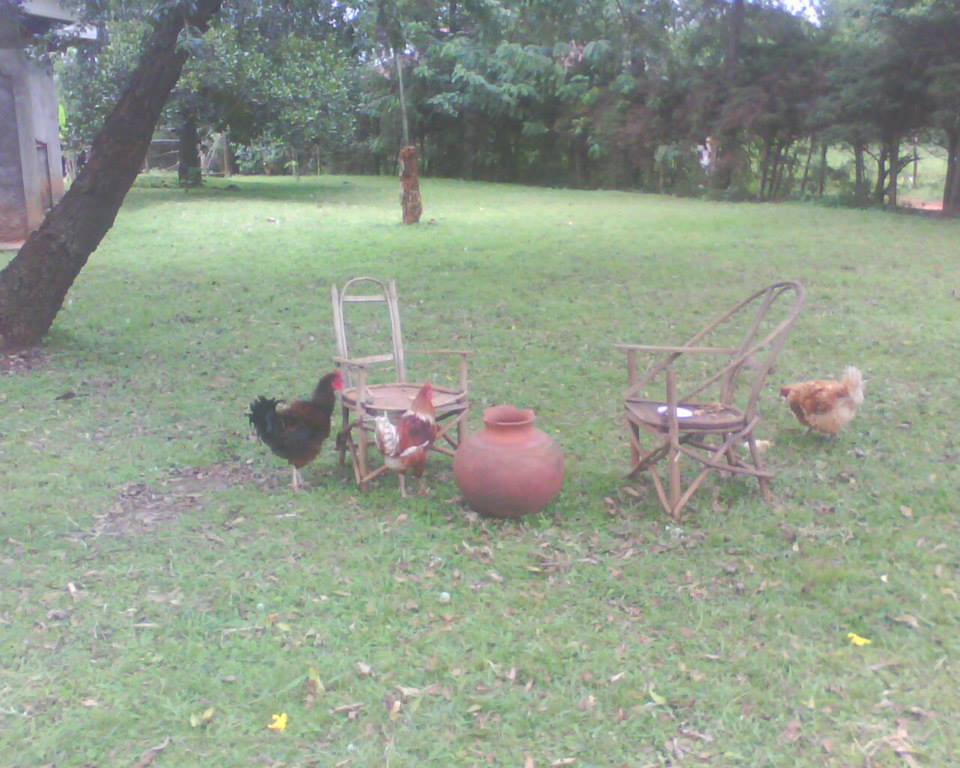Siaya agricultural and land stewardship photo 11
