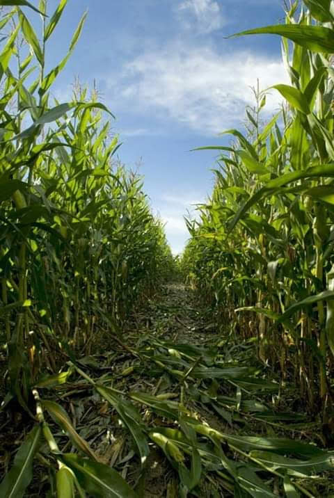 Siaya agricultural and land stewardship photo 13
