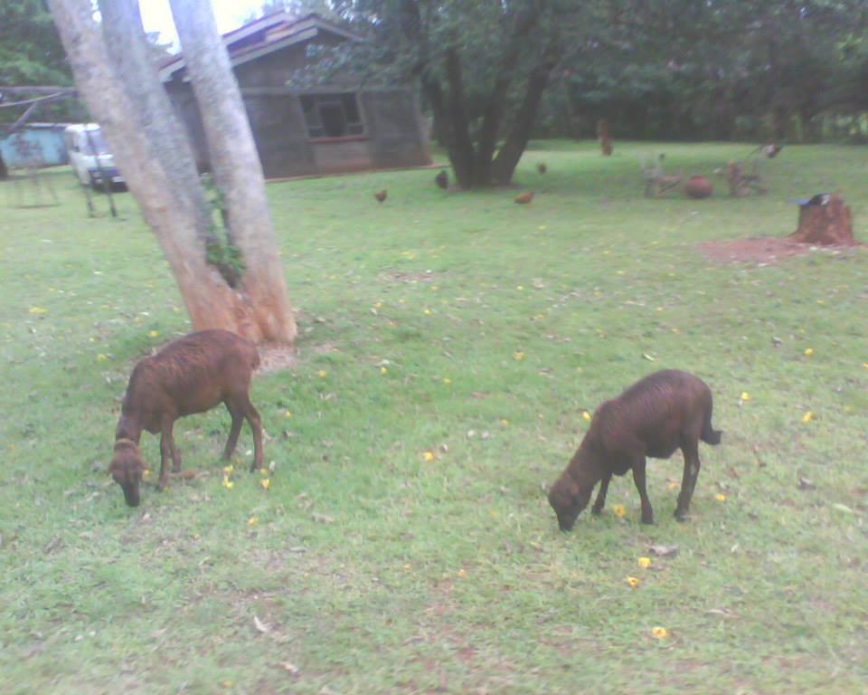 Siaya agricultural and land stewardship photo 14