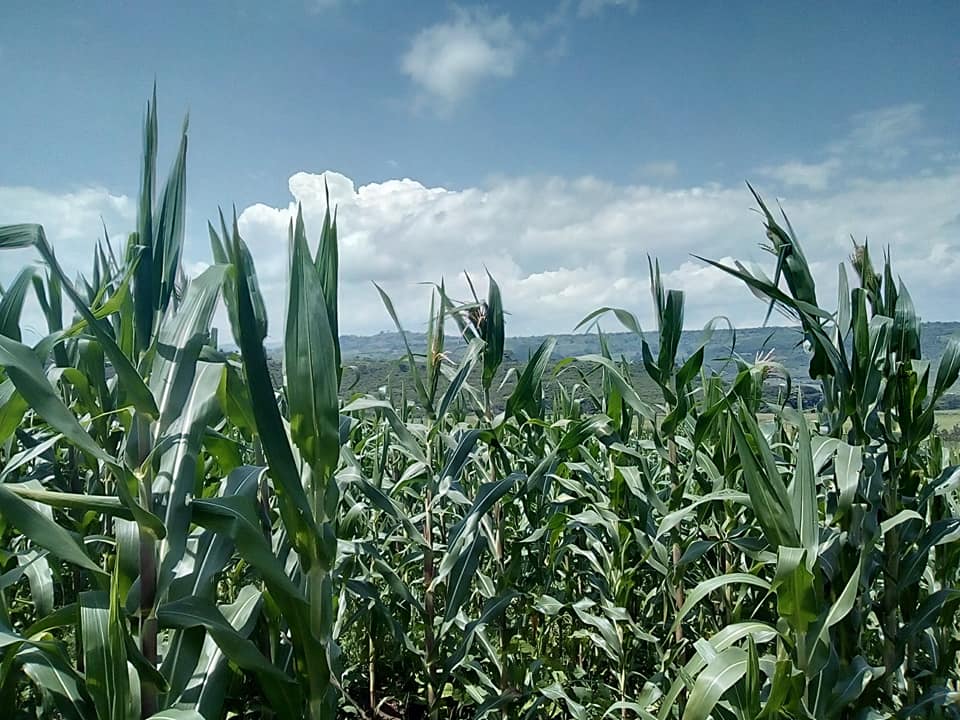 Siaya agricultural and land stewardship photo 15